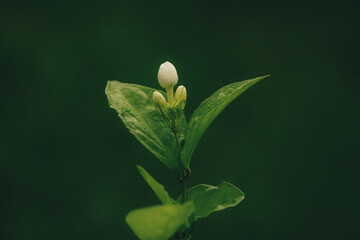 The white flower is blooming.