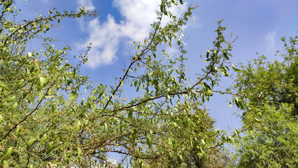Senegalia Senegal tree branches and pods, Kumatiya tree branches with blue sky