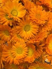 Calendula flowers close up