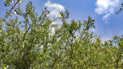 Fototapeta premium Senegalia Senegal tree branches and pods, Kumatiya tree branches with blue sky