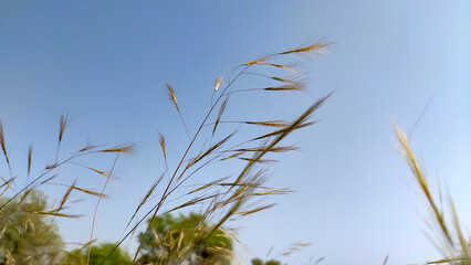 Soft flowers of wild grass with blue sky