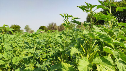 Young cluster beans crop field, cluster beans pods on plants