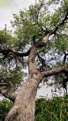 Tecomella Undulata tree trunk, Rohida tree 