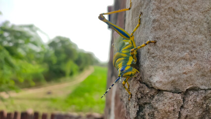 Grasshopper insect on the wall, close up image