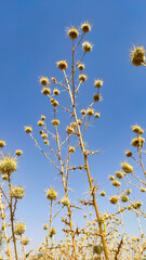 Echinops Echinatus flowers, thorny flowers of globe Thistle with blue sky