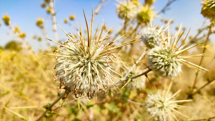 Echinops Echinatus flowers, thorny flowers of globe Thistle
