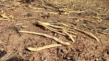 Ripped and dry pods of prosopis pallida (mesquite tree) on the ground