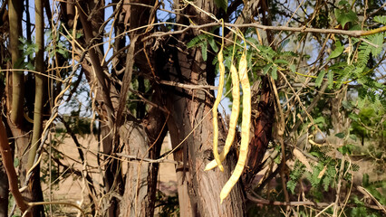 Ripped pods of prosopis pallida (mesquite tree) on the tree branches