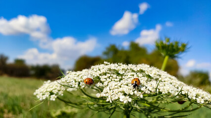Ladybirds on carrot crop flower, close up view
