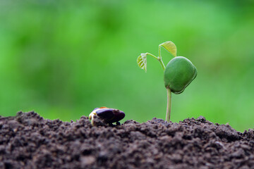 Plant seeds sprout from the soil in a sunlit forest, capturing the close-up of a small tree growing against a neutral