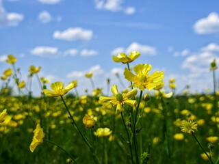 field of yellow flowers