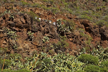 Beehives in Barranco de Guayadeque on Gran Canaria,Canary Islands,Spain,Europe
