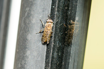 Regenbremse (Haematopota pluvialis)	