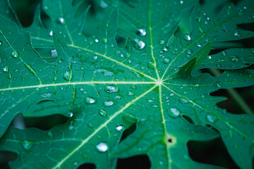 Fototapeta premium Close up green Papaya leaf with the water drop