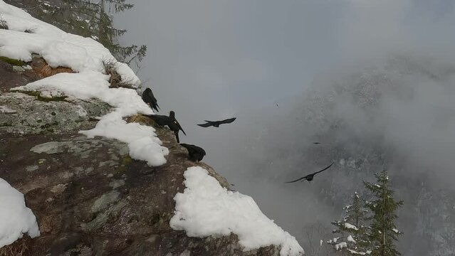 Gracchio alpino Pyrrhocorax graculus, Alpine chough