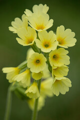 Nahaufnahme einer blühenden Schlüsselblume