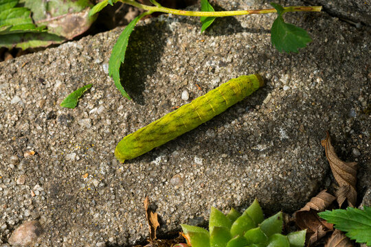 Raupe der Achateule, oder auch Mangoldeule (Phlogophora meticulosa) genannt	