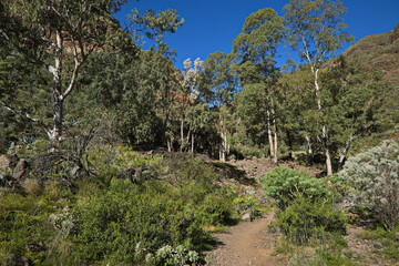 Hiking track in Barranco de Guayadeque on Gran Canaria,Canary Islands,Spain,Europe

