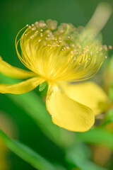 Fototapeta premium yellow flower macro