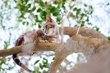 Cat climbing a tree branch