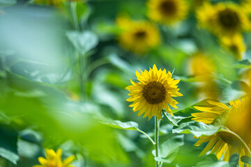 夏に咲くひまわり