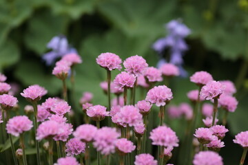 桜色のアルメリア