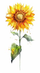 Fototapeta premium A watercolor painting of a single sunflower with green leaves against a white background