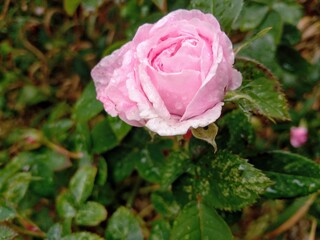 Delicate pink rose flower i the garden