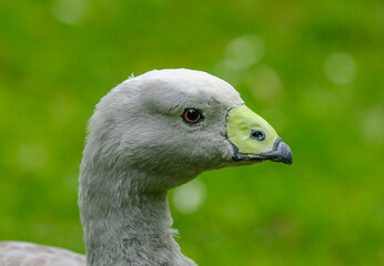Cape Barren goose (Cereopsis novaehollandiae) portrait