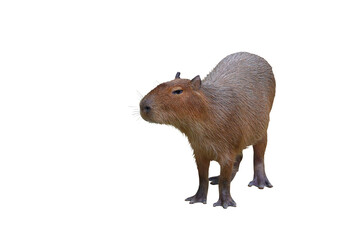 Capybara isolated on transparent background png file