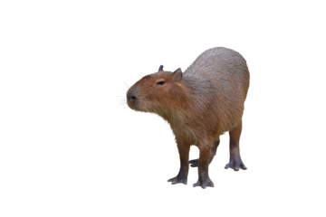 Capybara isolated on transparent background png file