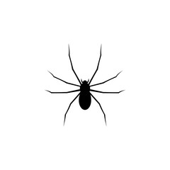 Spider icon isolated on transparent background