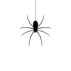 Spider icon isolated on transparent background