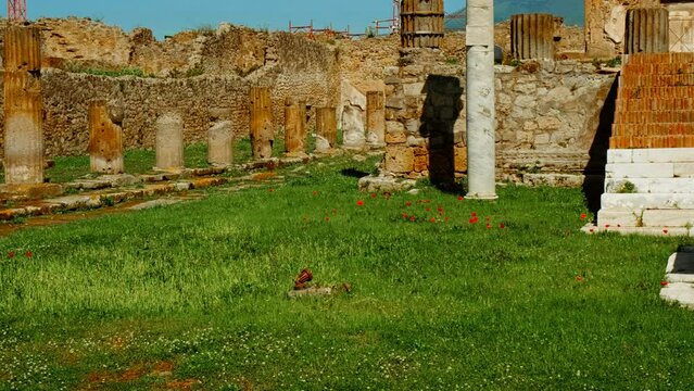 Temple of Apollo, built in 120 BC and dedicated to Roman god Apollo in Pompeii, Naples, Campania, Italy, an ancient city buried by Mount Vesuvius in 79 AD