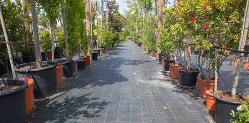 Lane for the reproduction of plants in a nursery