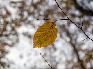 Autumn leaves in the forest