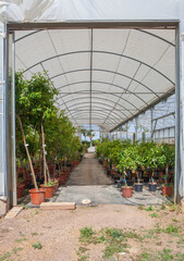 Lane for the reproduction of plants in a nursery