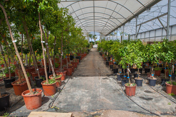 Lane for the reproduction of plants in a nursery