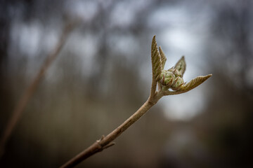 The green spring leaf in forest