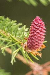 Fichtzenzweig mit jungem Zapfen im Frühling