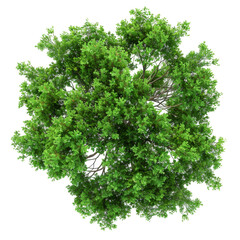 Obraz premium Swamp Green Tree Isolated on Transparent or White Background, PNG