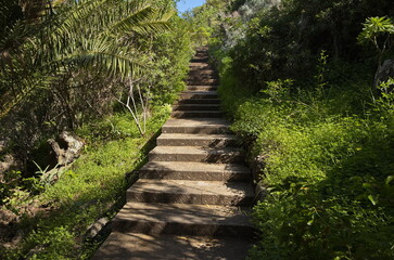 Obraz premium Footpath in botanical garden Jardin Botanico Canario Viera y Clavijo on Gran Canaria,Canary Islands,Spain,Europe 