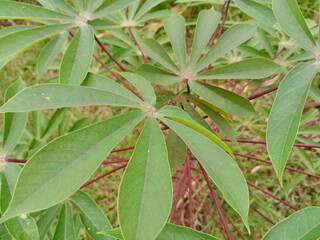 Cassava or cassava (Manihot esculenta) is actually a plant native to South America. Even so, cassava is cultivated extensively in tropical and subtropical areas.