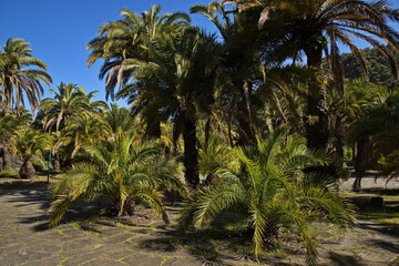 Obraz premium Palm tree Phoenix canariensis in botanical garden Jardin Botanico Canario Viera y Clavijo on Gran Canaria,Canary Islands,Spain,Europe 