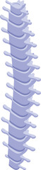 Detailed vector illustration of a human vertebral column isolated on white background