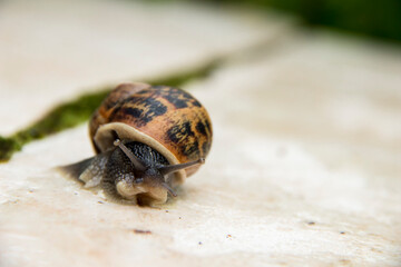 Un escargot glisse lentement pour se déplacer
