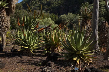 Aloe Petricola in botanical garden Jardin Botanico Canario Viera y Clavijo on Gran Canaria,Canary Islands,Spain,Europe
