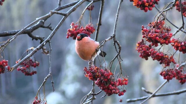 bullfinch at the bath (Pyrrhula pyrrhula) ciuffolotto