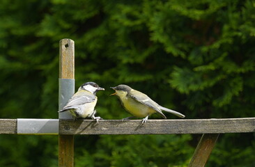 young great tit begs for food