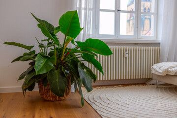 Philodendron 'Imperial Green' in a wicker basket in a bright room